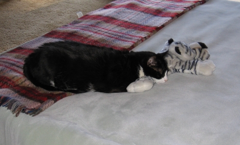 Spumoni the Cat and Tiger